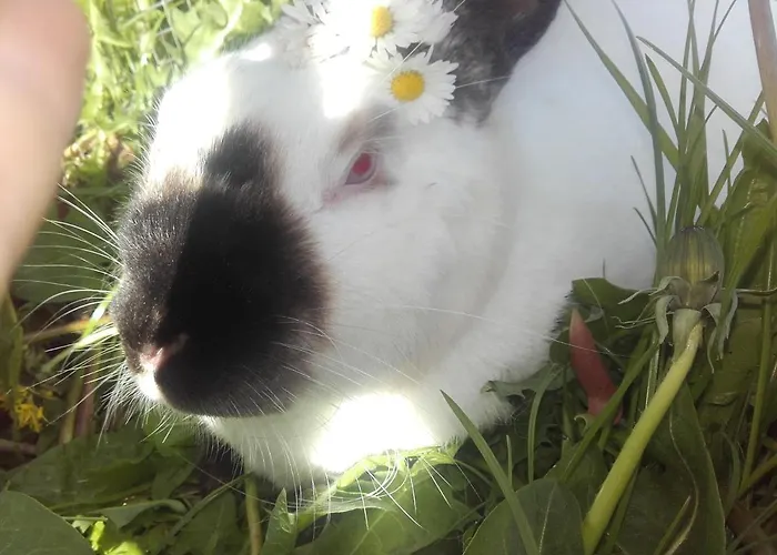 Lindholt Bed and breakfast Fjerritslev